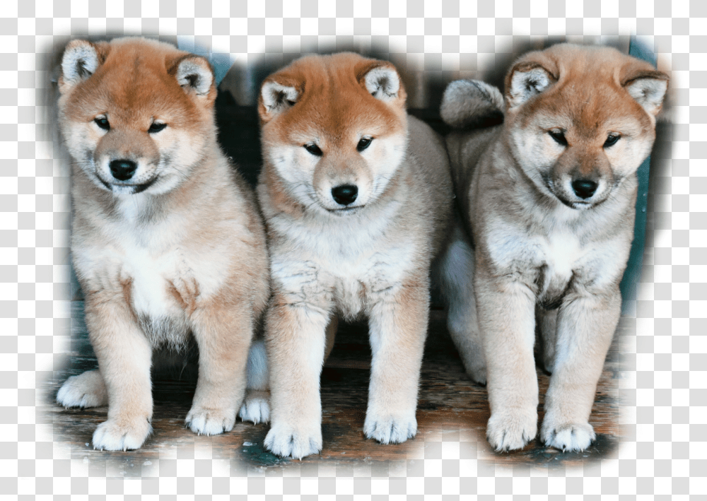 Shiba Inu Dog Yawns, Pet, Canine, Animal, Mammal Transparent Png