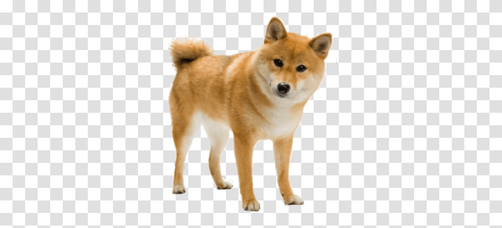 Shiba Inu Invisible Background Roblox Shiba Inu Background, Dog, Pet, Canine, Animal Transparent Png