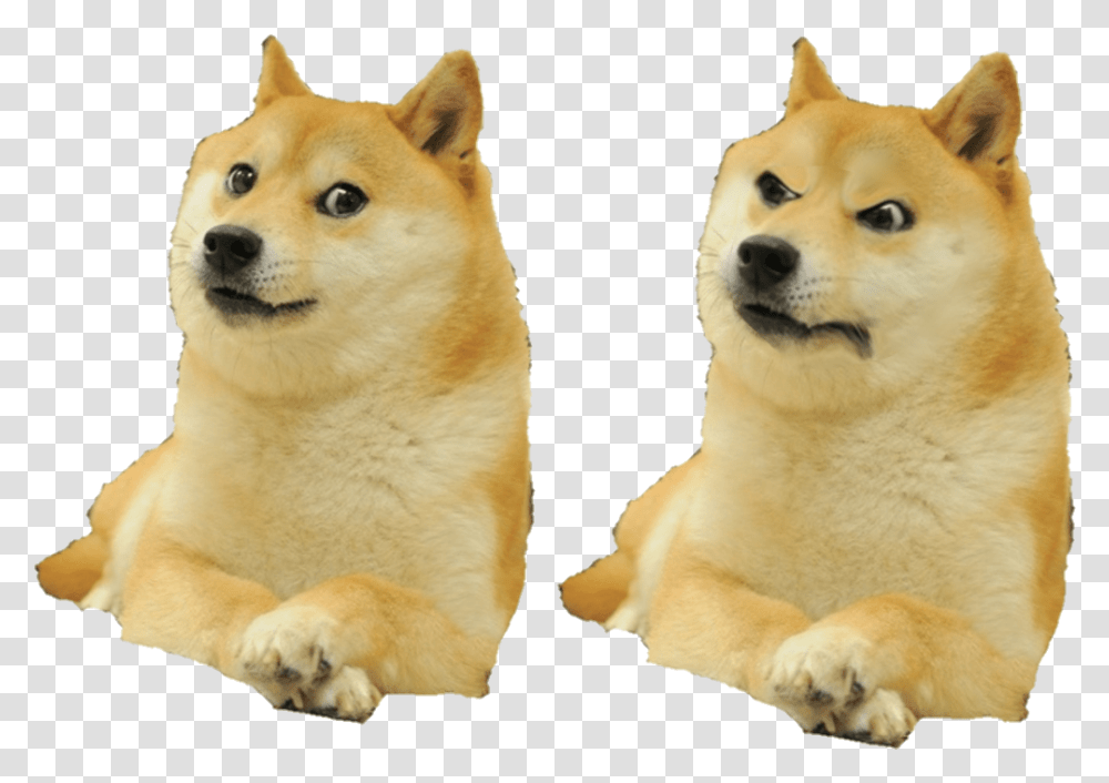Shiba Inu Meme, Dog, Pet, Canine, Animal Transparent Png