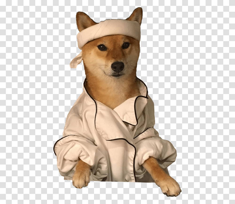 Shiba Inu With Background, Chair, Furniture, Wood, Person Transparent Png