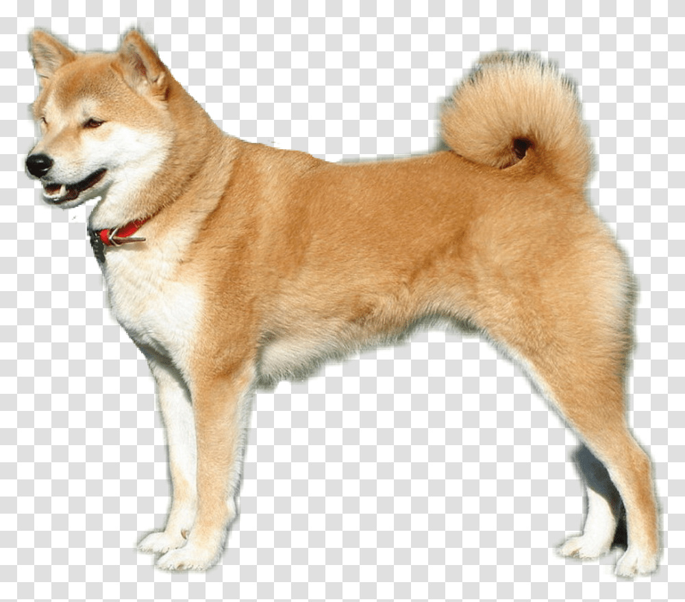 Shibe Dog Shiba Inu Background, Pet, Canine, Animal, Mammal Transparent Png