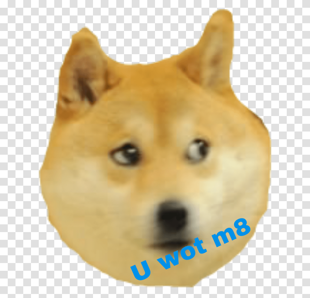 Shibenation Doge Meme Freetoedit Walter Doge Memes, Husky, Pet, Canine, Animal Transparent Png