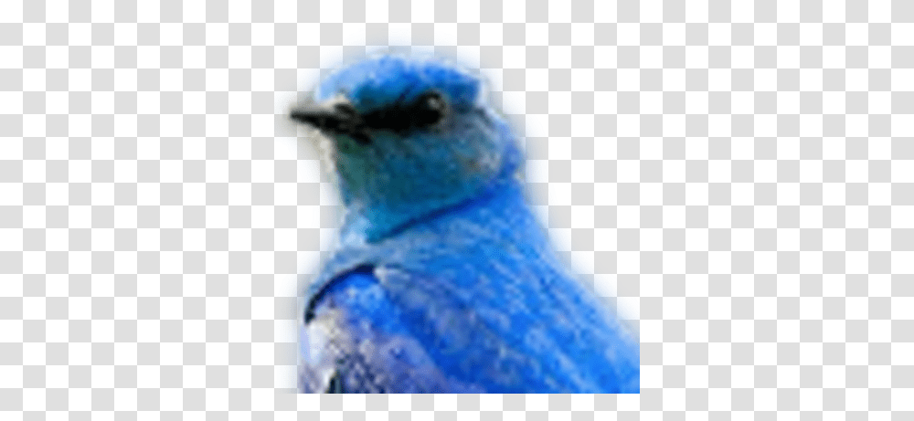 Shigeru Kato Numaroku Twitter Eastern Bluebird, Animal, Beak, Snowman, Winter Transparent Png