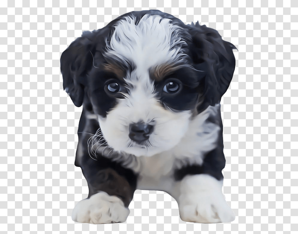 Shih Tzu Puppy Clipart Cute Puppies Maltese Shih Tzu, Dog, Pet, Canine, Animal Transparent Png