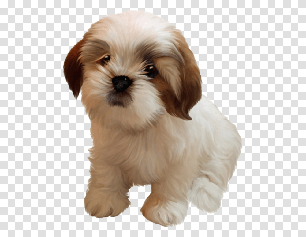Shih Tzu Puppy Image, Dog, Pet, Canine, Animal Transparent Png