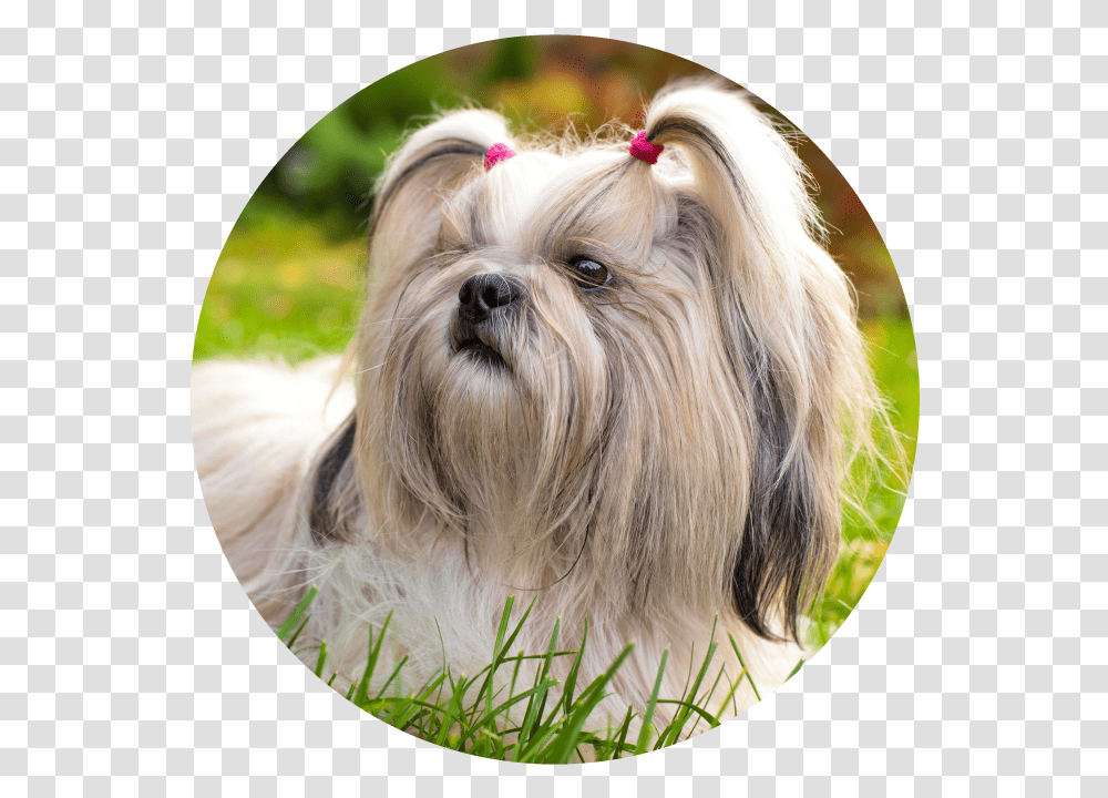 Shih Tzu Wallpaper Hd, Dog, Pet, Canine, Animal Transparent Png