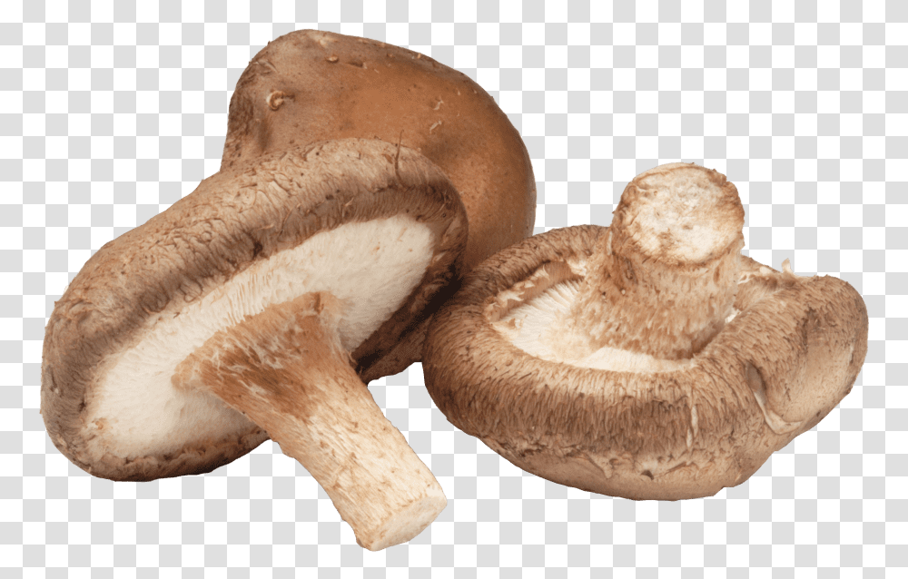 Shiitake Mushroom, Plant, Amanita, Agaric, Fungus Transparent Png