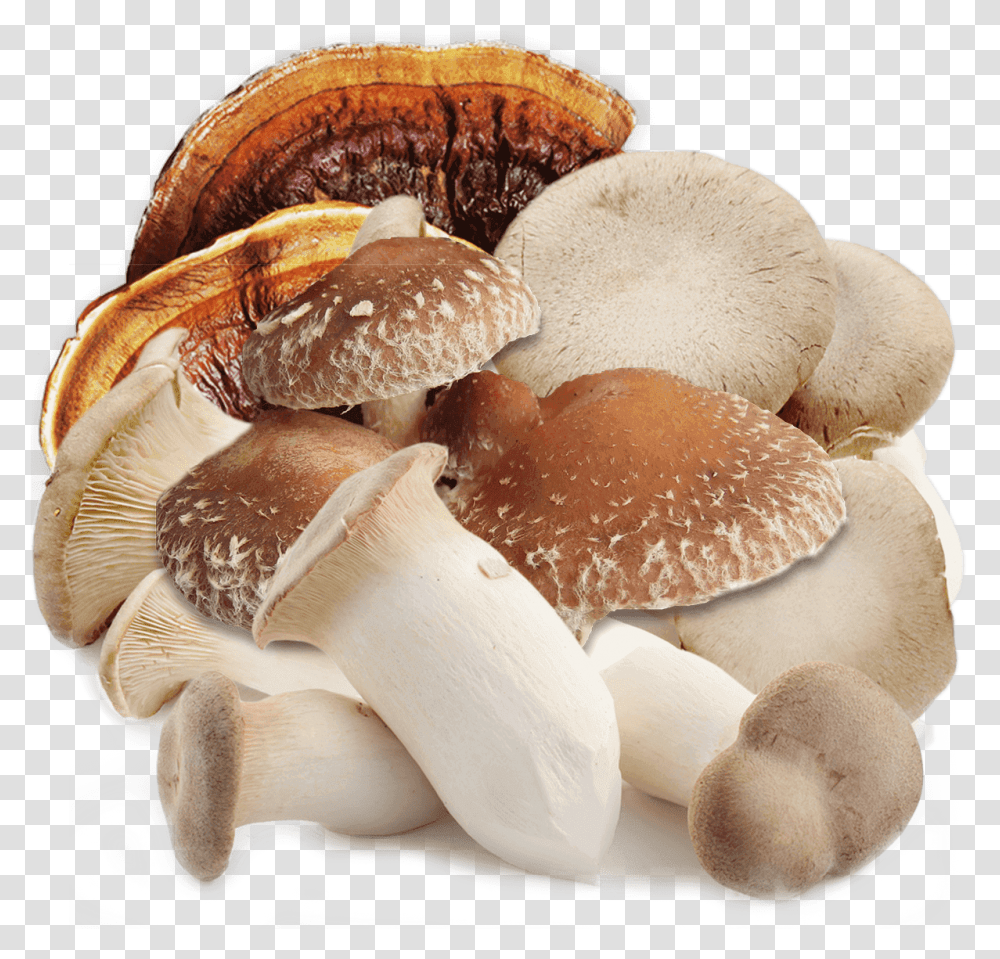 Shiitake, Plant, Fungus, Mushroom, Amanita Transparent Png