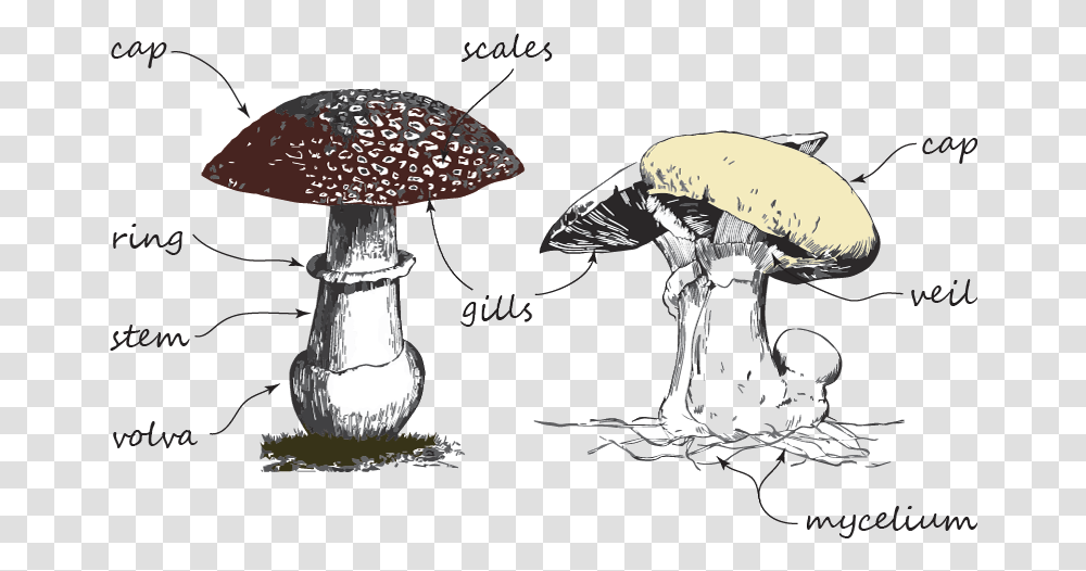 Shiitake, Plant, Lamp, Amanita, Agaric Transparent Png