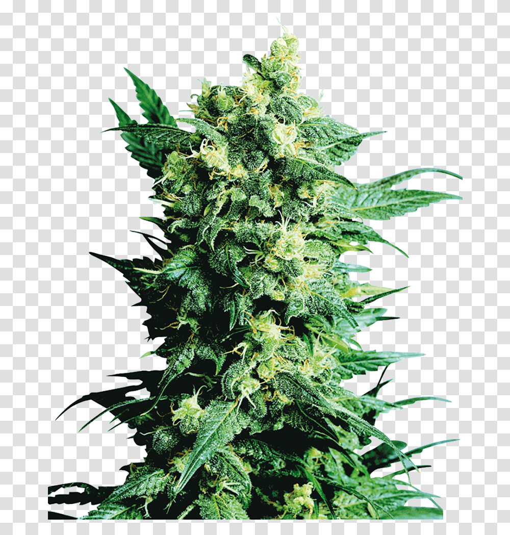 Shiva Shanti Ii, Plant, Weed, Hemp, Bud Transparent Png