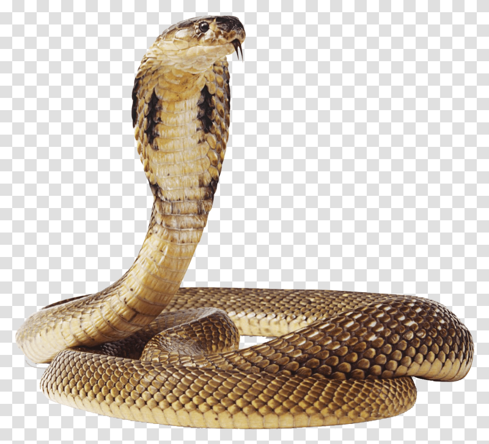 Shivaji Maharaj, Snake, Reptile, Animal, Cobra Transparent Png