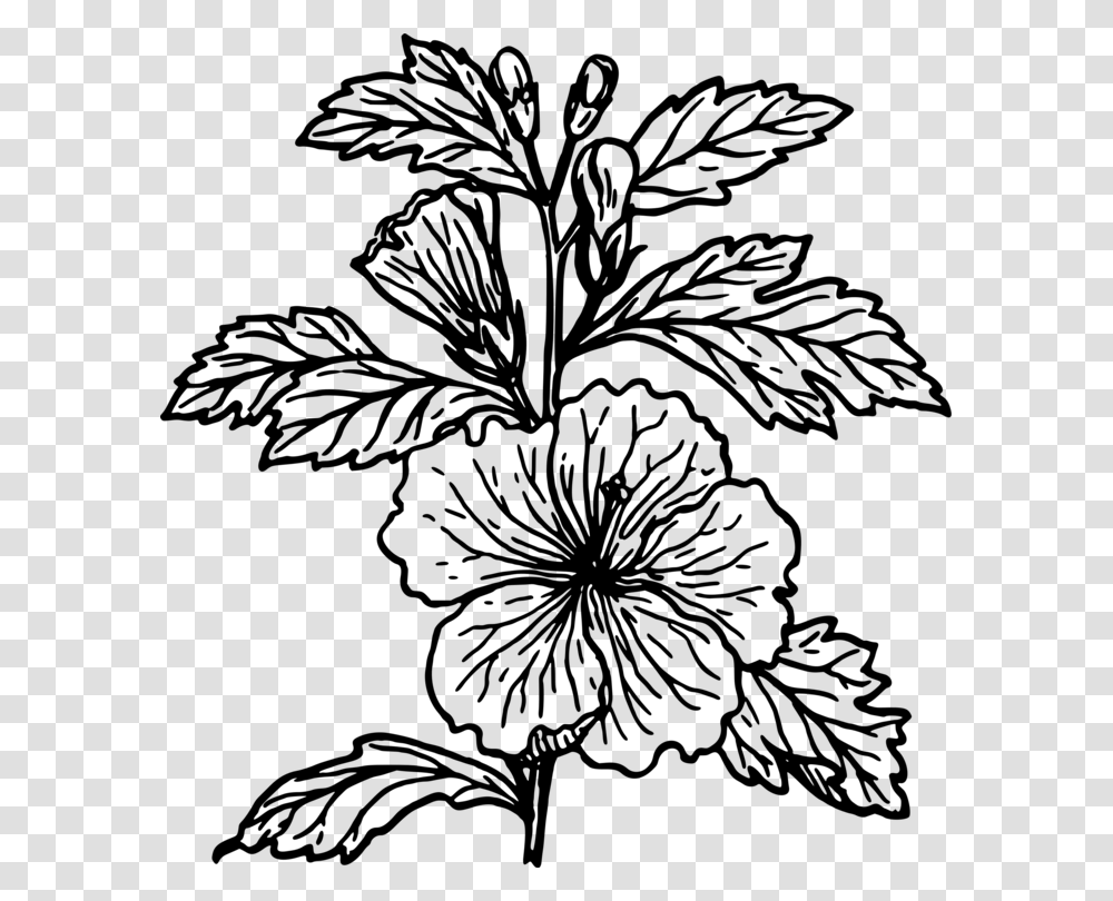 Shoeblackplant Drawing Flower Mallows Coloring Book Free, Gray, World Of Warcraft Transparent Png