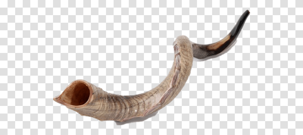 Shofar Horn File Shofar For Sale, Animal, Invertebrate, Reptile Transparent Png