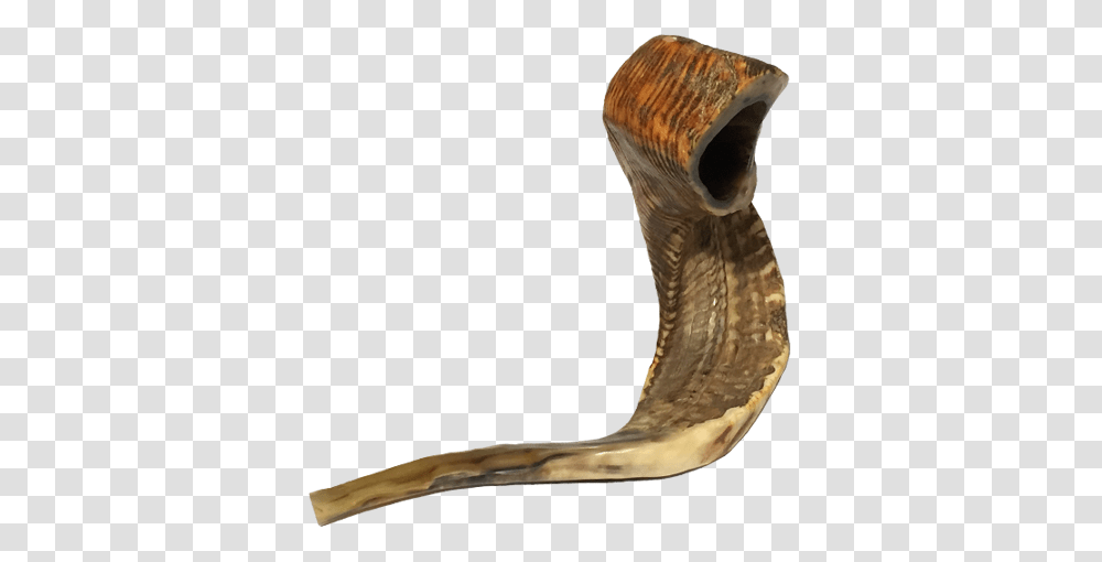 Shofar The Sound Of Covenant Declare His Glory Among The Nations, Bronze, Animal, Reptile, Snake Transparent Png