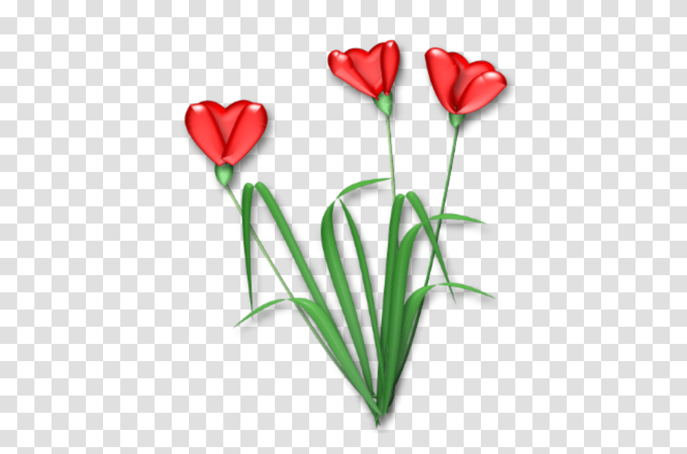 Shonna Heart Flower Free Images, Plant, Blossom, Tulip, Petal Transparent Png