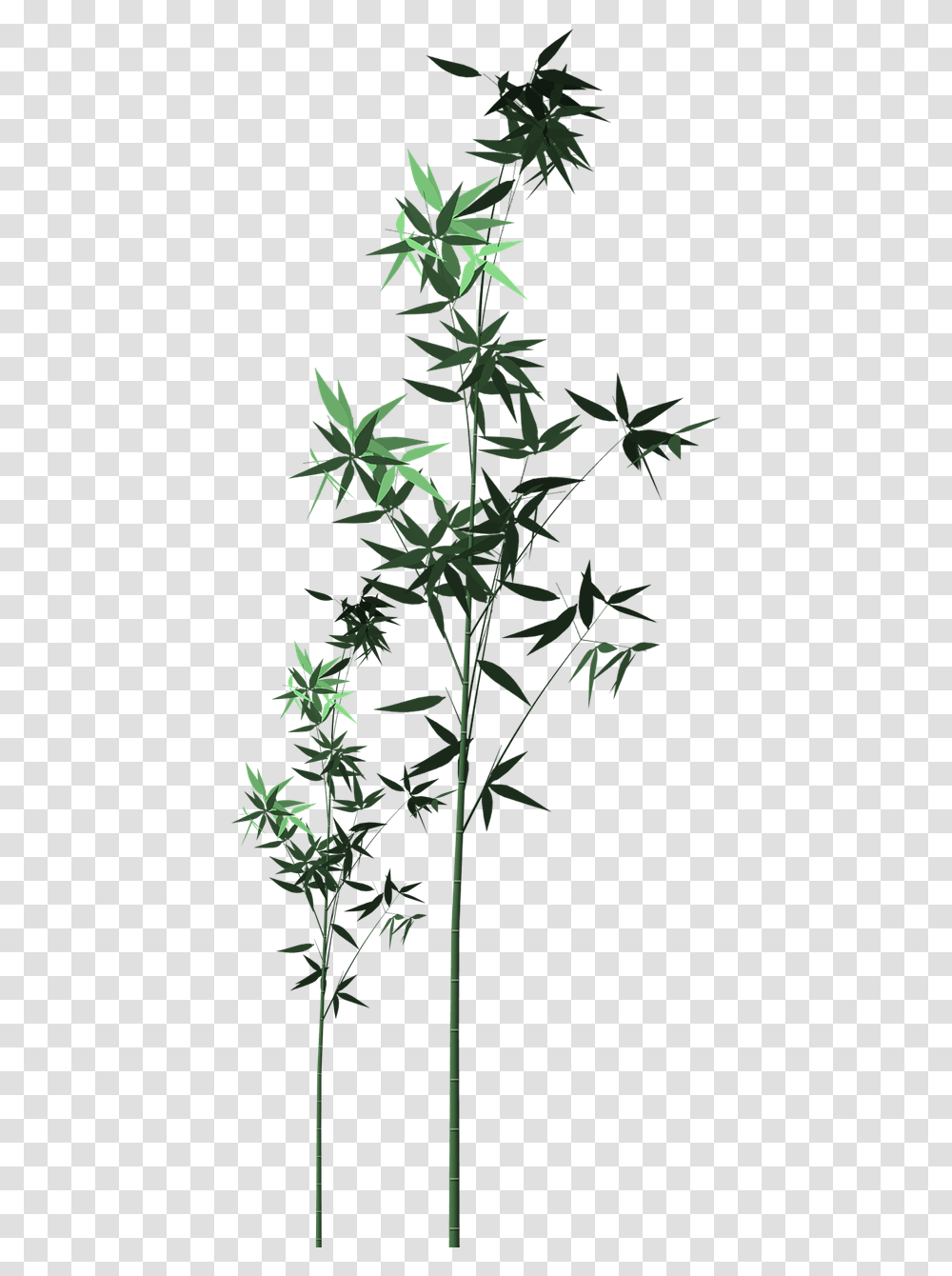 Shoots, Plant, Leaf, Flower, Blossom Transparent Png