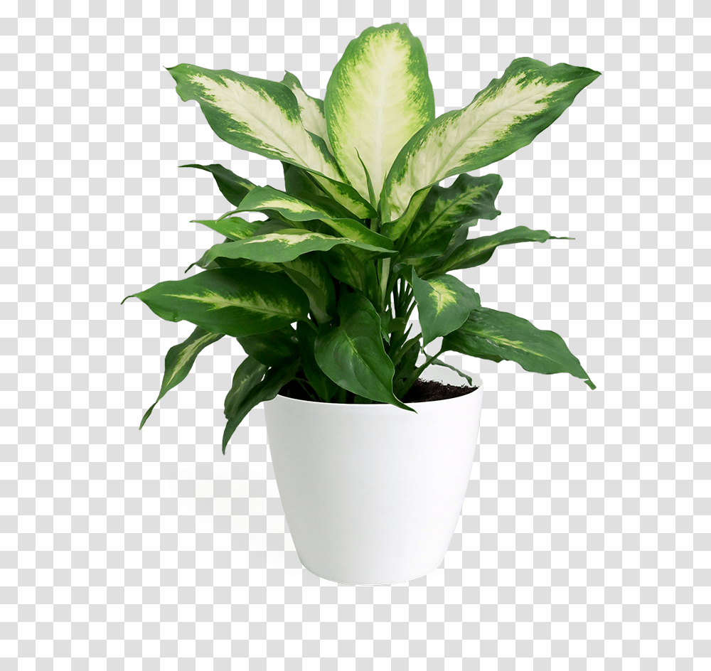 Shop Best & Fresh Orchids Valley Of Flowers New York House Plant, Leaf, Potted Plant, Vase, Jar Transparent Png