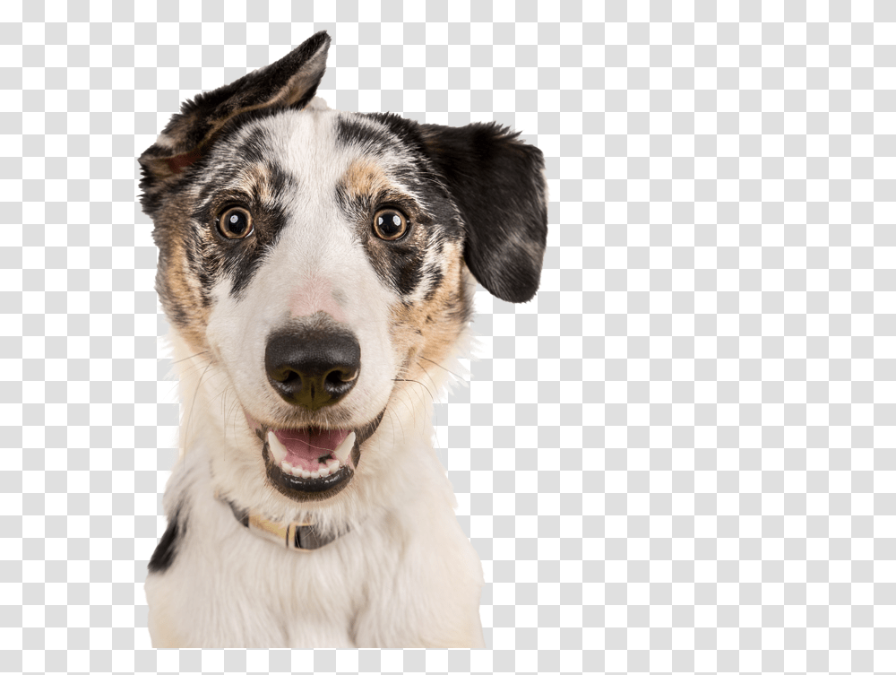 Shop Bow Wow Wow Professional Photos Of Dogs Happy, Pet, Canine, Animal, Mammal Transparent Png