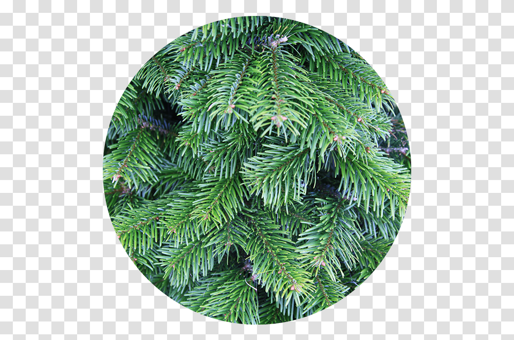 Shop Character Christmas Trees, Plant, Conifer, Pine, Ornament Transparent Png