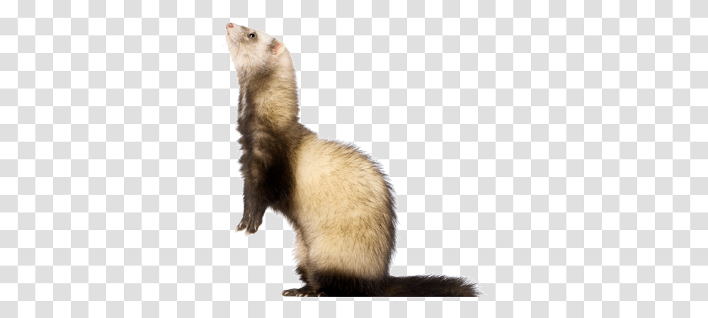 Shop Our Online Store Black Footed Ferret, Mammal, Animal, Cat, Pet Transparent Png