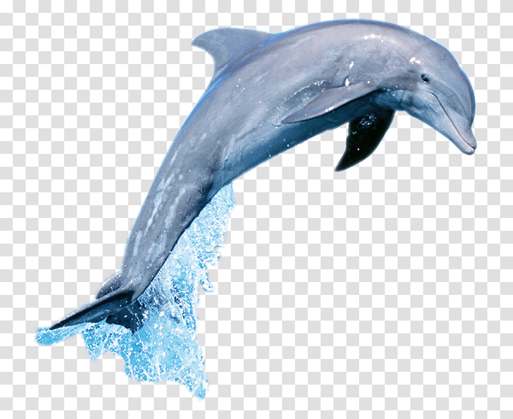 Short Beaked Common Dolphin Common Bottlenose Dolphin Dolphin Jumping Gif, Sea Life, Animal, Mammal, Dinosaur Transparent Png