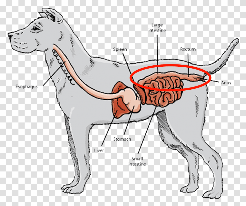 Short Digestive Tracts And Gastrointestinal Systems Carnivore Guts, Plot, Diagram, Mammal, Animal Transparent Png