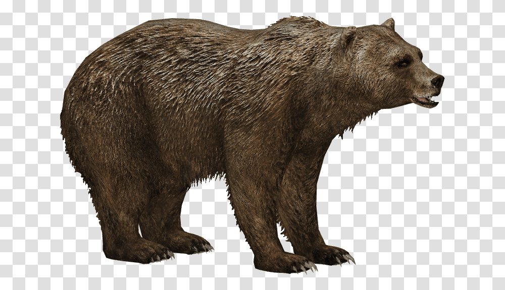 Short Faced Bear Download, Brown Bear, Wildlife, Mammal, Animal Transparent Png