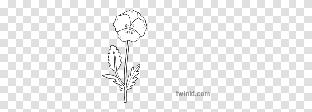 Short Flower Pansy Ks1 Black And White Illustration Twinkl Pansy Flower Black And White, Lamp, Plant, Petal, Graphics Transparent Png