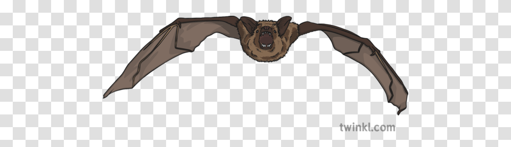 Short Tailed Bat Illustration Twinkl Mexican Bat, Wildlife, Animal, Mammal, Sunglasses Transparent Png