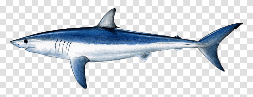 Shortfin Mako Shark, Sea Life, Fish, Animal, Swordfish Transparent Png