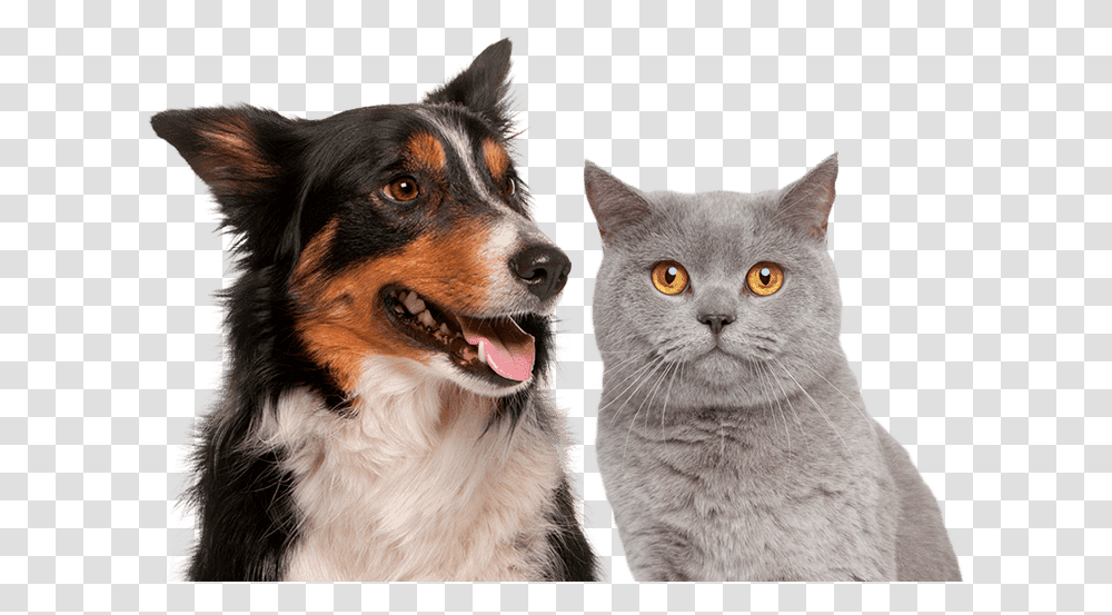 Shorthair Cat, Dog, Pet, Canine, Animal Transparent Png