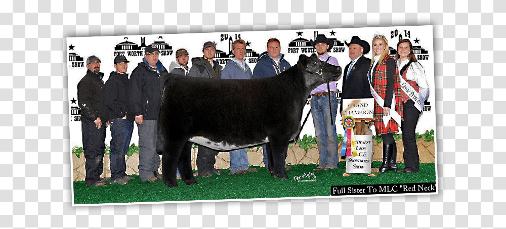 Shorthorn Plus Champions 2018 Fort Worth, Person, Human, Bull, Mammal Transparent Png
