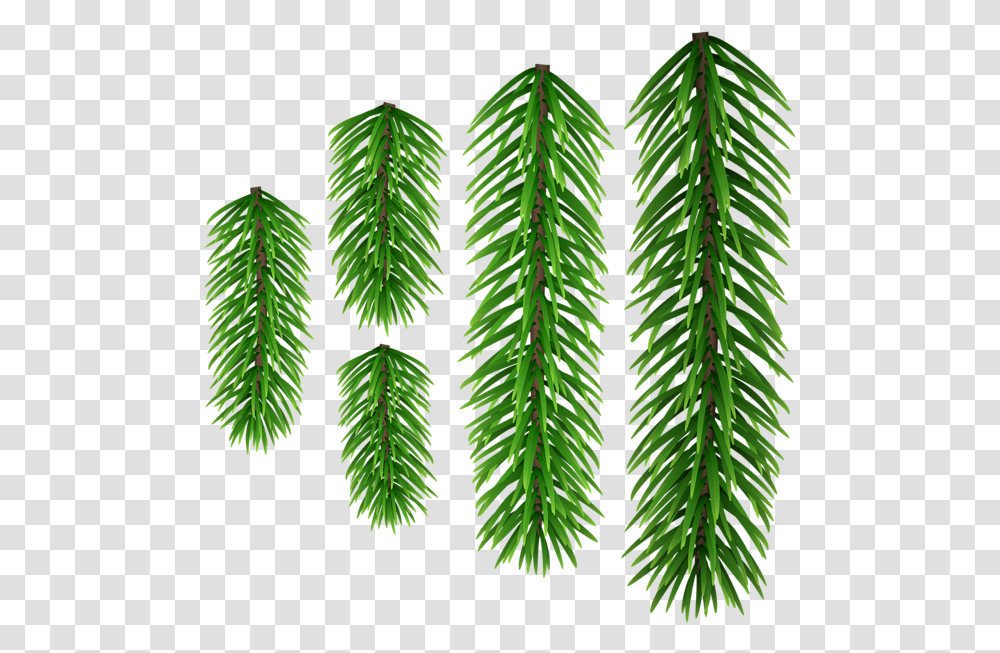 Shortleaf Black Spruce, Plant, Green, Tree, Vegetation Transparent Png