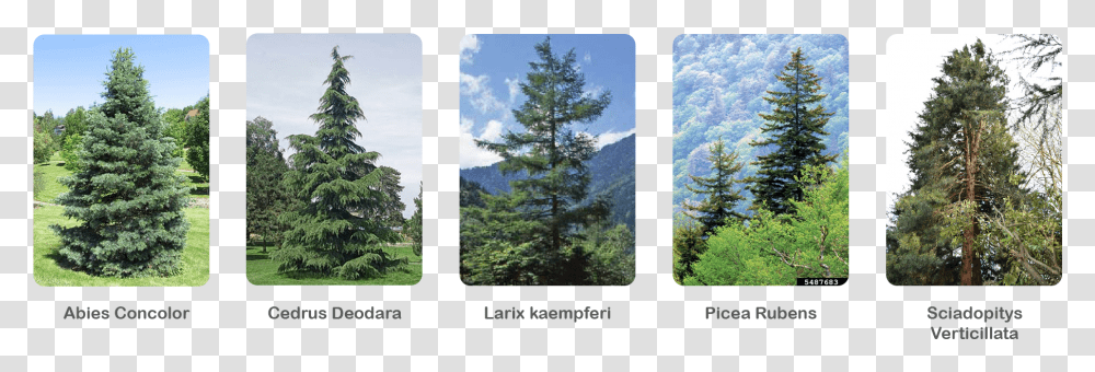 Shortleaf Black Spruce, Tree, Plant, Conifer, Fir Transparent Png