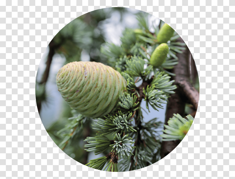 Shortleaf Black Spruce, Tree, Plant, Conifer, Larch Transparent Png