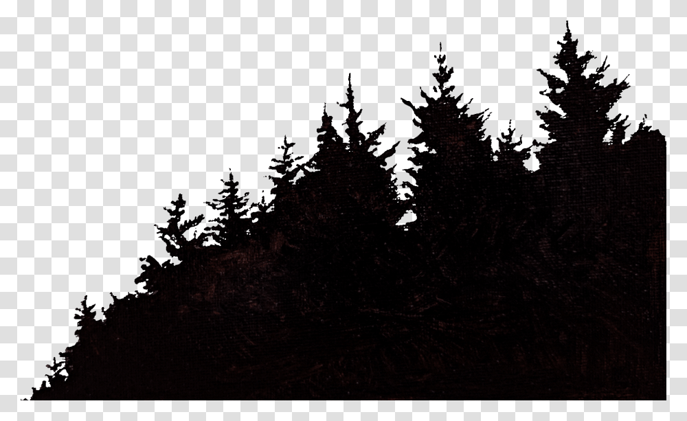 Shortleaf Black Spruce, Tree, Plant, Fir, Silhouette Transparent Png