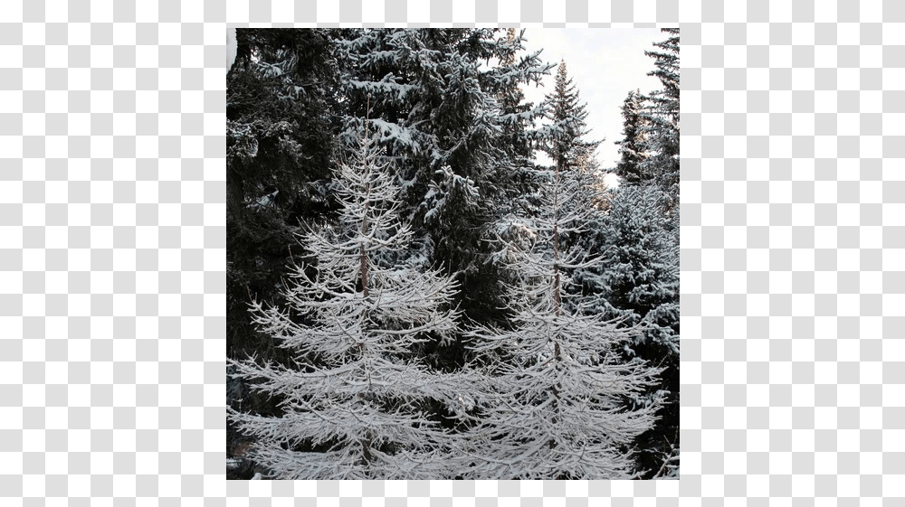 Shortleaf Black Spruce, Tree, Plant, Ice, Outdoors Transparent Png