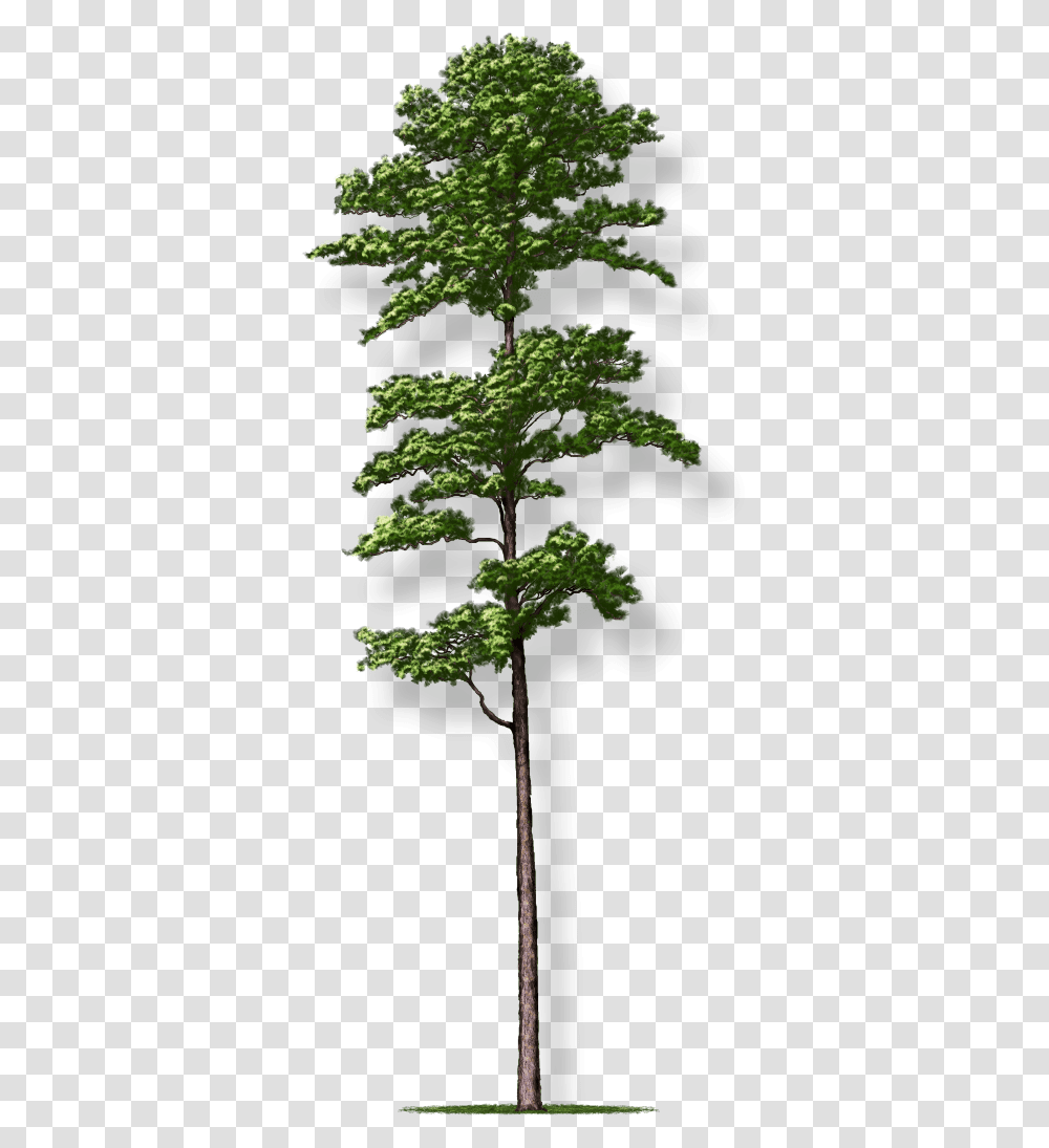 Shortleaf Pine Tree Montgomery Short Leaf Pine Tree, Plant, Potted Plant, Vase, Jar Transparent Png