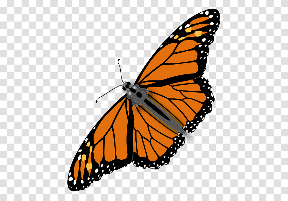 Should We Eat Bugs Monarch Butterfly Background, Insect, Invertebrate, Animal Transparent Png