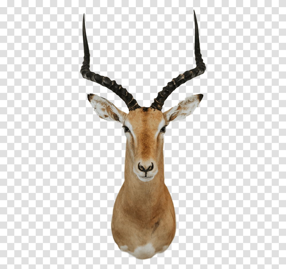 Shoulder Mount Impala Trophy 1 Impala Animal, Antelope, Wildlife, Mammal, Gazelle Transparent Png