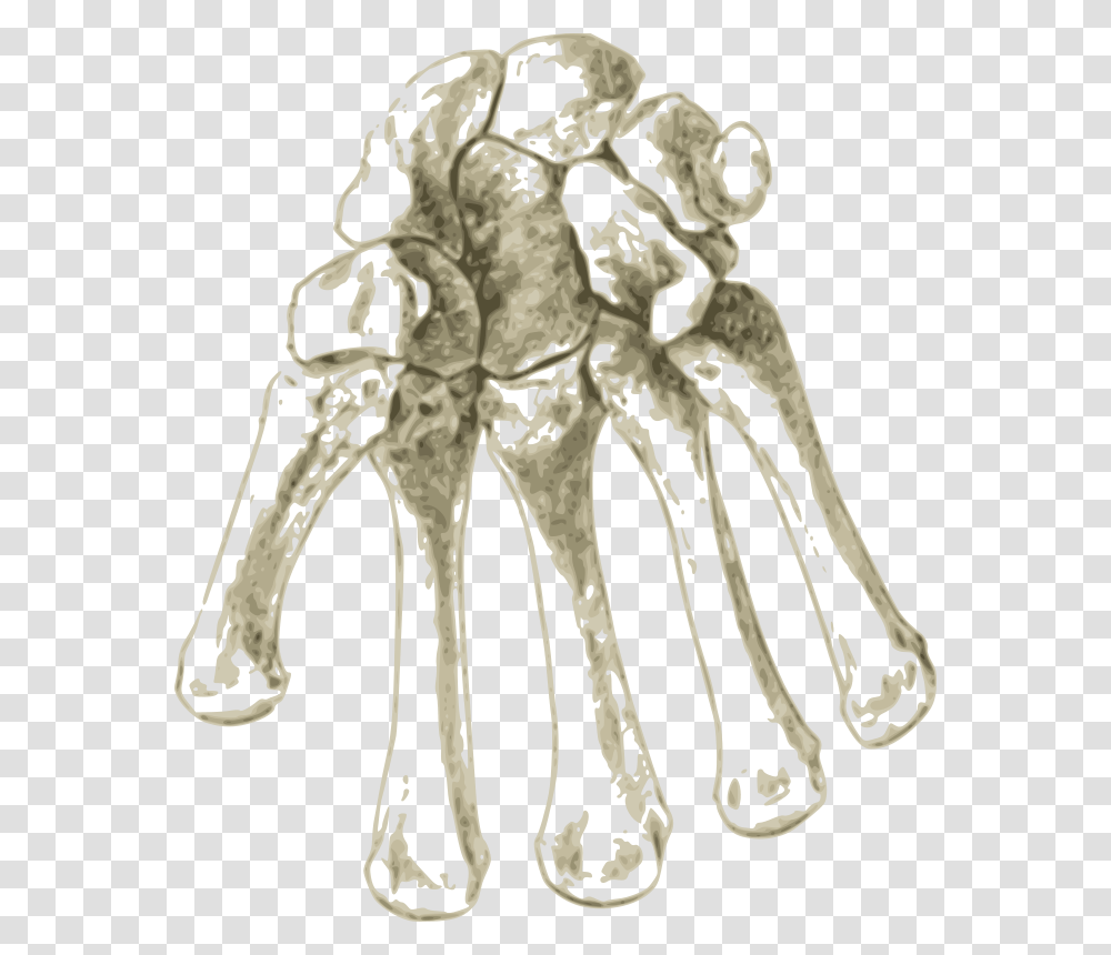 Shoulderartorgan Bone, Skeleton Transparent Png