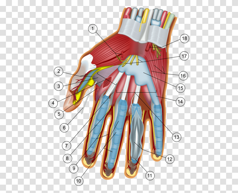 Shouldernerveblood Vessel Wrist And Hand, Kite, Toy Transparent Png