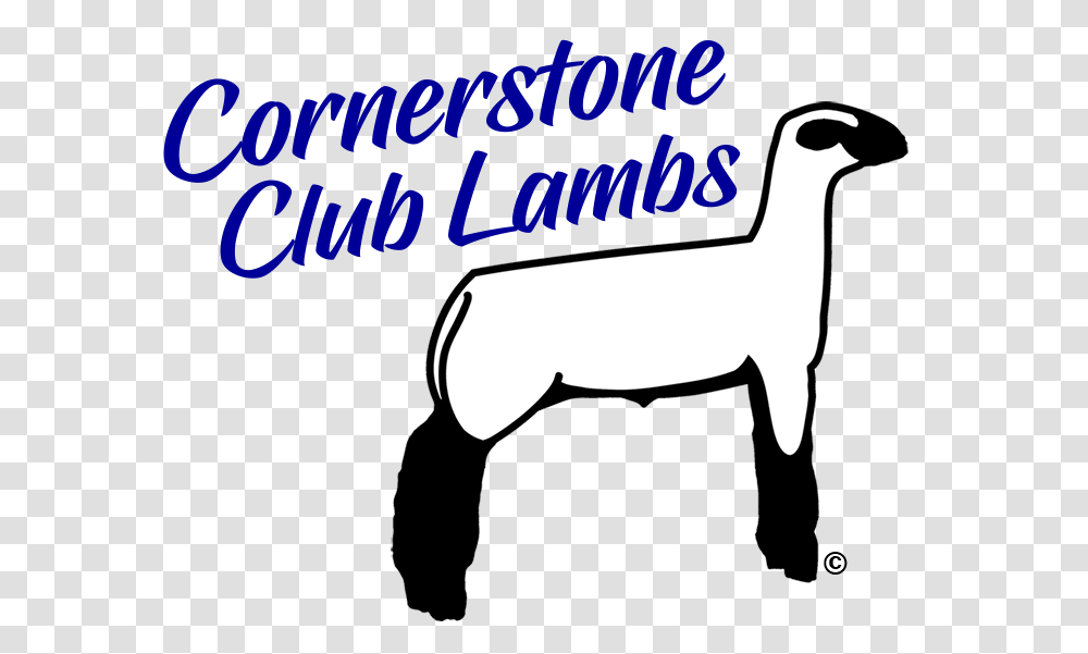 Show Lambs Sheep For Sale Cornerstone Club Lambs Virginia, Label, Mammal, Animal Transparent Png