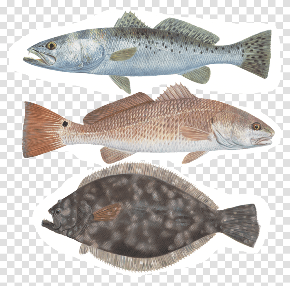 Show Pictures Of Speckled Trout, Fish, Animal, Sea Life, Mullet Fish Transparent Png
