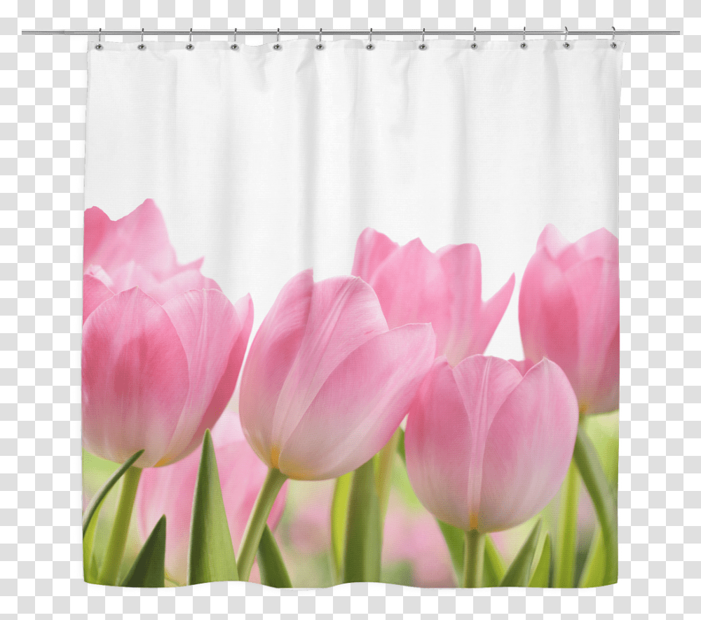 Shower Curtain Tulips, Flower, Plant, Blossom Transparent Png