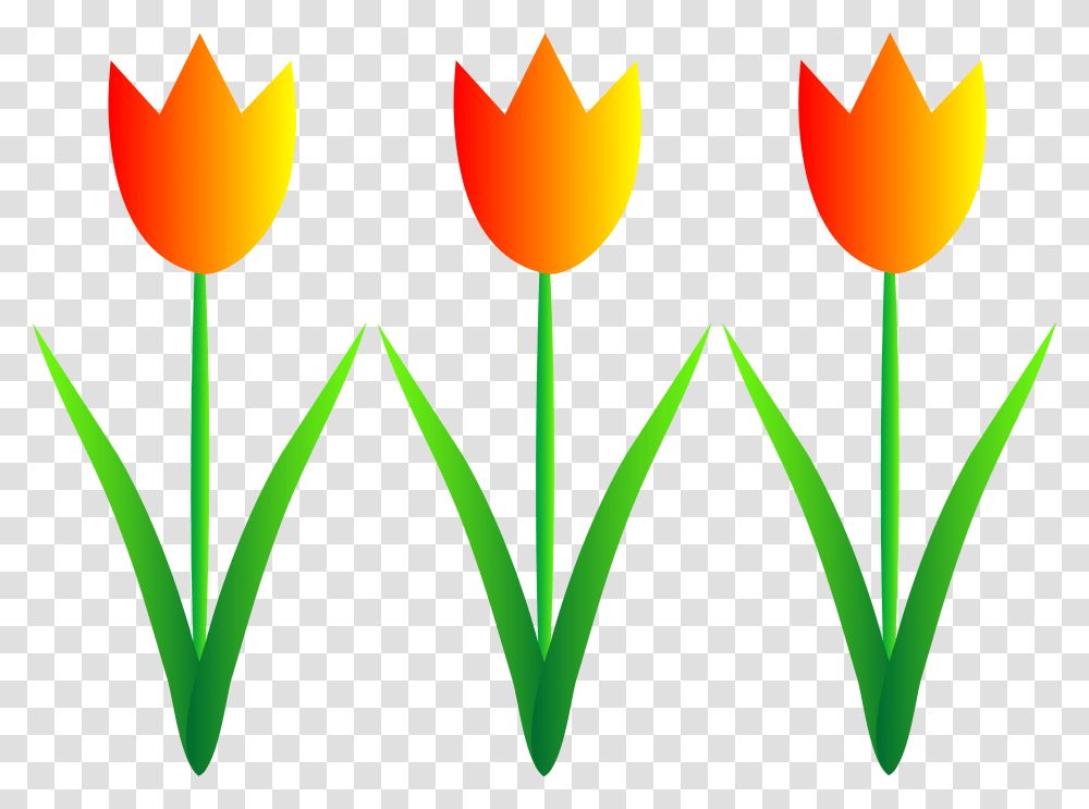 Showers Cliparts, Plant, Flower, Blossom, Tulip Transparent Png