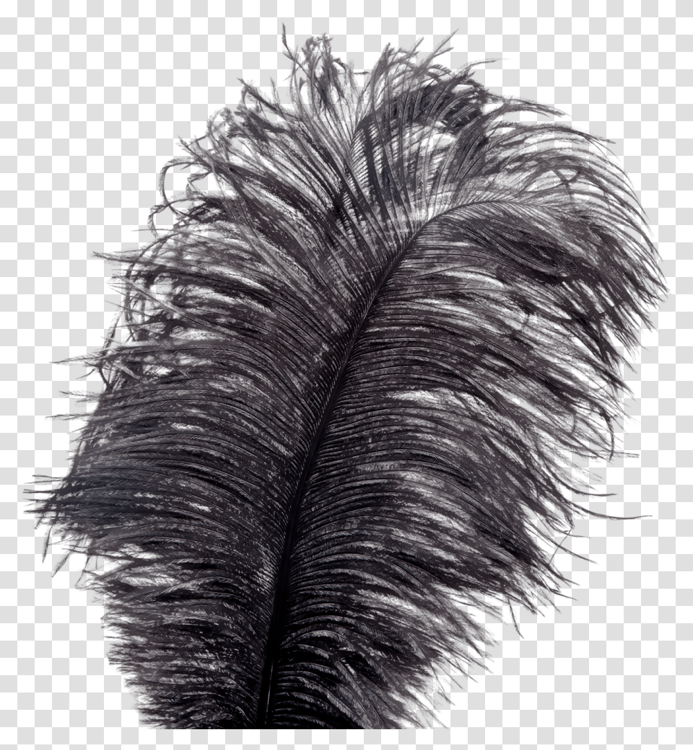 Showgirl Feather Tickler Bird, Grass, Plant, Lawn, Reed Transparent Png