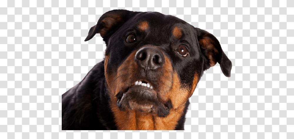 Showing Teeth Rottweiler, Dog, Pet, Canine, Animal Transparent Png