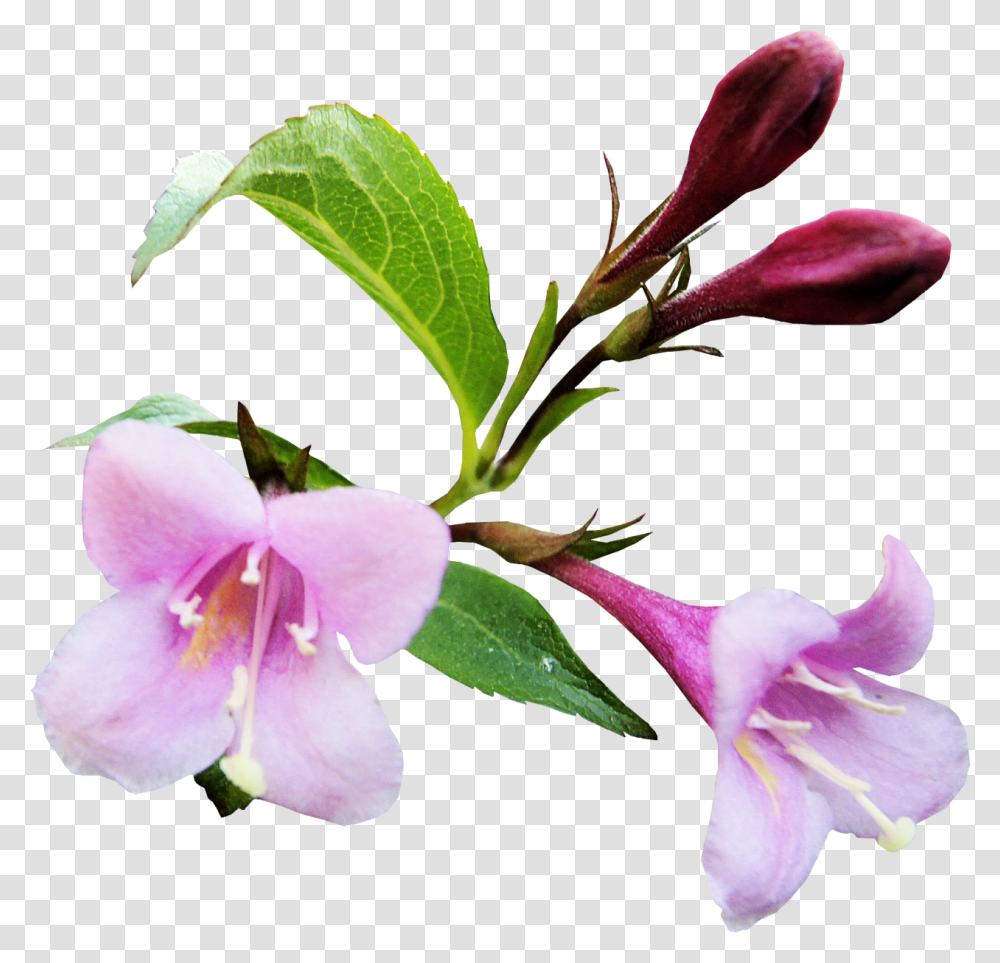 Shradhanjali Flowers, Plant, Blossom, Acanthaceae, Petal Transparent Png