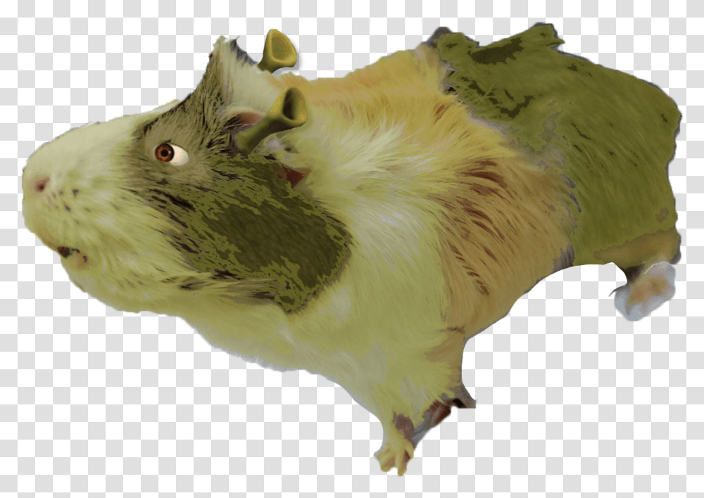 Shrek Guinea Pig Album On Imgur Animal Figure, Chicken, Bird, Rodent, Mammal Transparent Png